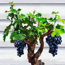 Load image into Gallery viewer, Big Sale!Miniature Grape Vine Seeds, PATIO SYRAH, Vitis Vinifera, Houseplant, Seeds, Fruit bonsai
