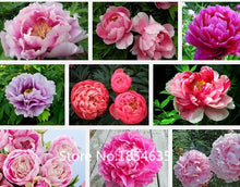 Load image into Gallery viewer, All Pinks Peony Mixed seeds
