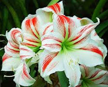 Load image into Gallery viewer, Red and White Amaryllis seeds

