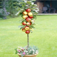 Load image into Gallery viewer, Fuji Apple Tree seeds - Approx 10
