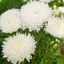 Load image into Gallery viewer, Aster Seeds (Peony Duchess) - White
