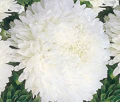 Aster Seeds (Peony Duchess) - White