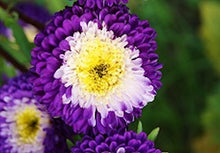 Load image into Gallery viewer, Purple &amp; White Aster seeds
