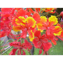 Load image into Gallery viewer, Pride of Barbados seeds
