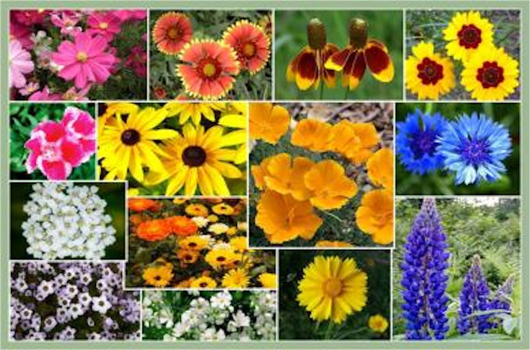 Bird & Butterfly Wildflower Collection seeds