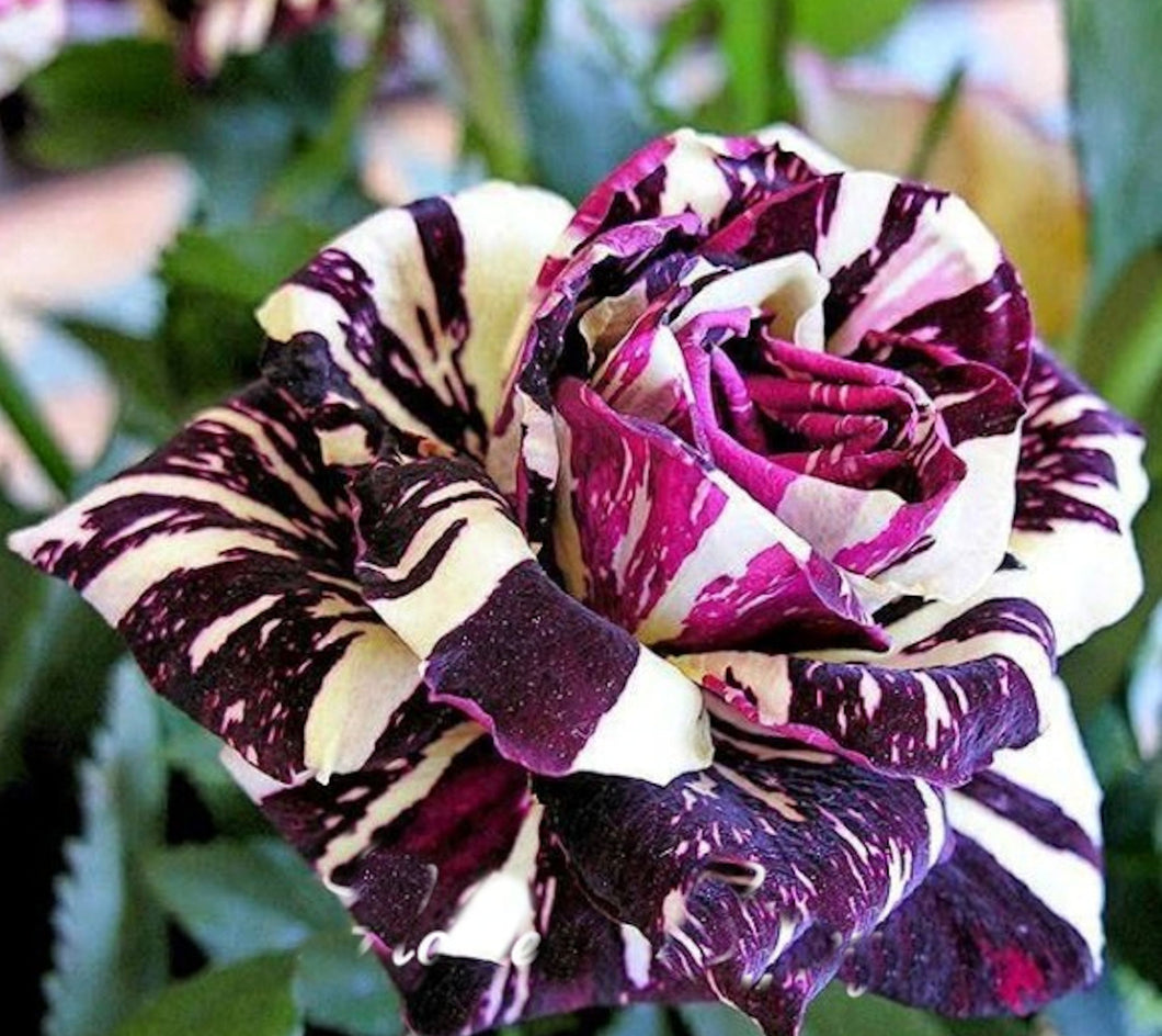 Black Dragon Rose seeds - Rare breed