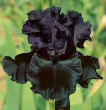 Load image into Gallery viewer, Iris Black bearded Iris seeds
