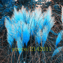 Load image into Gallery viewer, Giant Blue Bamboo seeds
