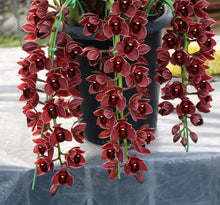 Load image into Gallery viewer, Burgundy Butterfly Orchid seeds
