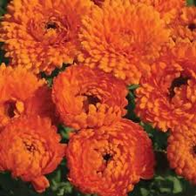 Load image into Gallery viewer, Calendula &quot; Geisha girl&quot; approx. 25 seeds
