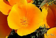 Load image into Gallery viewer, &quot; CALIFORNIA DREAMIN &quot; Poppy mix seeds-sale

