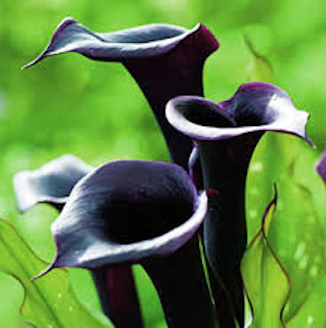 Black Calla Lily seeds- Approx 20