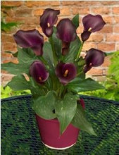 Load image into Gallery viewer, Calla Arum Lily -&quot;Merlot&quot; approx. 20 seeds
