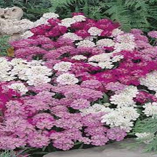 Candytuft Seeds - Mixed Colors