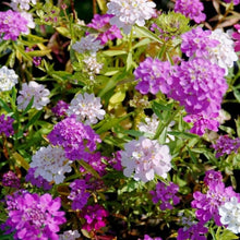 Load image into Gallery viewer, Candytuft Seeds - Mixed Colors
