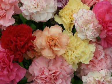 Carnation- Chabaud Mix-Approx 100 seeds-sale