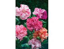 Load image into Gallery viewer, Picotee mixed Carnation seeds- Approx 100
