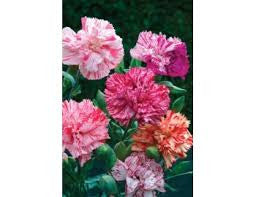 Picotee mixed Carnation seeds- Approx 100