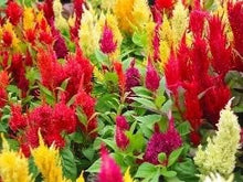 Load image into Gallery viewer, Celosia Pampas Mix seeds approx. 100
