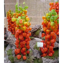 Load image into Gallery viewer, Chinese Lantern seeds- Approx 10
