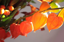 Load image into Gallery viewer, Chinese Lantern seeds- Approx 10
