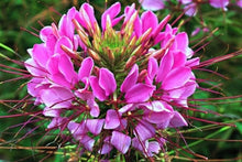 Load image into Gallery viewer, &quot;Mauve Queen&quot; Cleome Flower seeds
