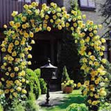 Load image into Gallery viewer, One DOZEN--CLIMBING YELLOW ROSE seeds

