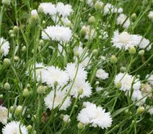 Load image into Gallery viewer, Cornflower Tall White seeds
