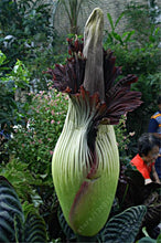 Load image into Gallery viewer, Corpse flower seeds *** LIMITED SUPPLY
