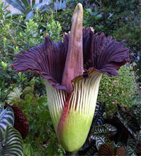 Load image into Gallery viewer, Corpse flower seeds *** LIMITED SUPPLY
