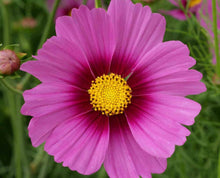 Load image into Gallery viewer, &quot;Pretty in Pink&quot; Exclusive seed mix
