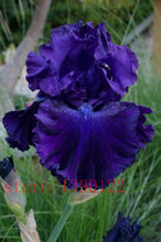 Load image into Gallery viewer, Dark Purple Iris seeds
