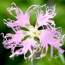 Load image into Gallery viewer, Dianthus fringed Pink mixed seeds Approx 150
