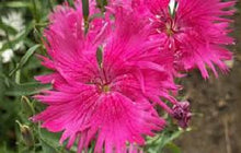 Load image into Gallery viewer, Dianthus fringed Pink mixed seeds Approx 150
