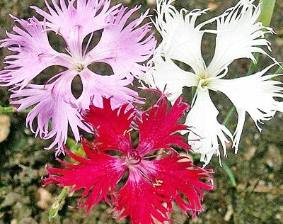 Dianthus fringed Pink mixed seeds Approx 150