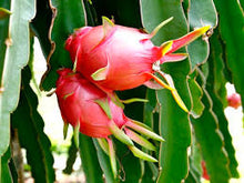 Load image into Gallery viewer, Dragonfruit Tree seeds
