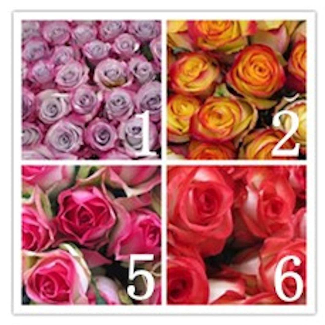 Ecuador Rare Rose MIX- one dozen seeds-sale