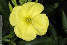 Load image into Gallery viewer, &quot;Yellow Fever&quot; Exclusive mix seeds
