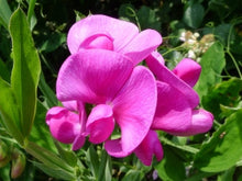 Load image into Gallery viewer, Everlasting pink Sweetpea seeds-10
