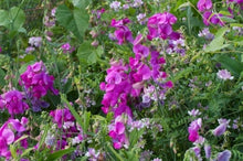 Load image into Gallery viewer, Everlasting pink Sweetpea seeds-10
