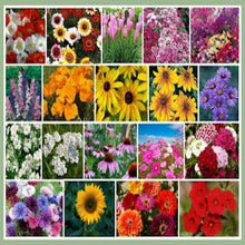 Load image into Gallery viewer, Fall Blooming Wildflower Seed Mix
