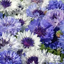Load image into Gallery viewer, Fantastic Double Blue Bachelor Button seeds- Approx 20
