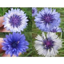 Load image into Gallery viewer, Fantastic Double Blue Bachelor Button seeds- Approx 20
