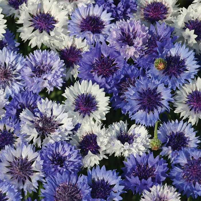 Fantastic Double Blue Bachelor Button seeds- Approx 20