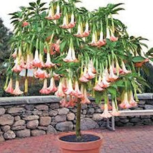 Load image into Gallery viewer, TROPICAL FLAMENCO -- PINK --5 seeds
