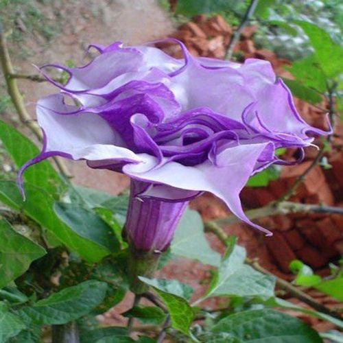 TROPICAL FLAMENCO--- Purple- 5 seeds