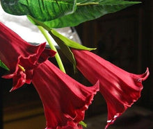 Load image into Gallery viewer, TROPICAL FLAMENCO--- RED- 5 seeds
