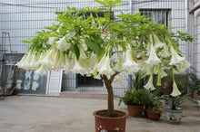 Load image into Gallery viewer, TROPICAL FLAMENCO--- WHITE-- 5 seeds
