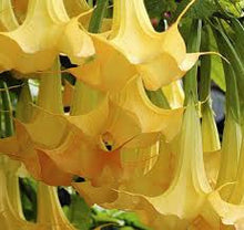 Load image into Gallery viewer, TROPICAL FLAMENCO--- Yellow- 5 seeds
