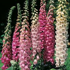 Foxglove Excelsior seeds Approx. 300